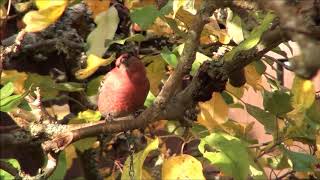 TallbitPine Grosbeak Pinicola enucleator Hovslätt Sm [upl. by Pasia123]