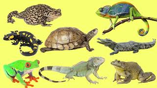 Learning Amphibians and Reptiles for Kids in English Vocabulary and Sounds [upl. by Nnylannej]