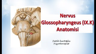 Nervus Glossopharyngeus  Neuroanatomy  Nöroanatomi Konu Anlatımı 23 [upl. by Bernt]