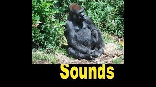 Angry Gorilla Sound Effects All Sounds [upl. by Oinolopa88]