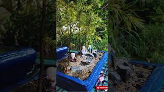 Creating a Stunning Cedrus Deodara Forest Bonsai  Miniature Tree Art bonsai [upl. by Falcone174]