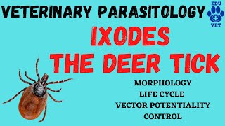 IxodesThe Deer Tick Veterinary Parasitology [upl. by Burkle434]