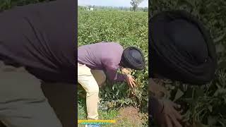 Soybean farming agriculture organicfarming sustainable health [upl. by Eikin]