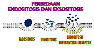 ENDOSITOSIS DAN EKSOSITOSIS [upl. by Ttessil95]