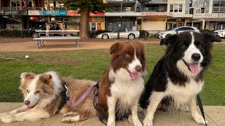 Dogs of Terrigal  Jessie Archie and Lola and Jodie [upl. by Ayotaj]