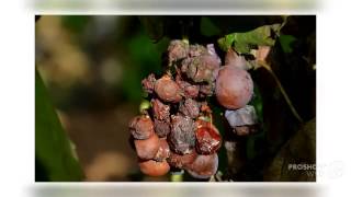 Botrytis cinerea  fungi kingdom [upl. by Sitoeht303]