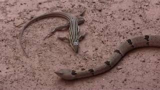 Carol rock rattlesnake eats a whiptail lizard [upl. by Alletsirhc663]