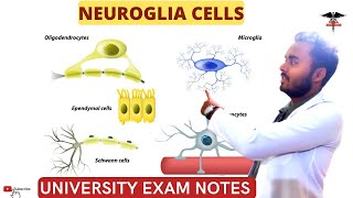 Neuroglia Cells  Glia cells Astrocytes oligodendrocytes Schwan cellsCNS Physiology [upl. by Aldric]