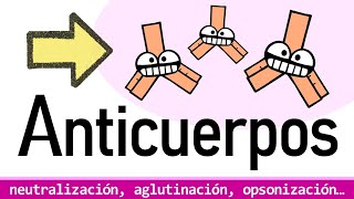 ANTICUERPOS ¿PARA QUÉ SIRVEN  Isotipos y Funciones Efectoras [upl. by Edmead848]