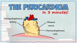 The Pericardium [upl. by Rasla]