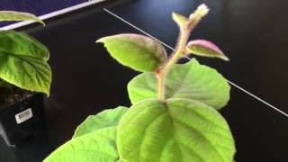 How To Grow A Kiwi Tree or Vine From Seed Day 109 [upl. by Nwahsram]