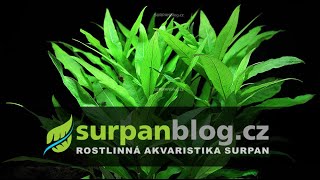 Hygrophila costata  Mokřanka žebrovaná  Akvarijní rostliny  SURPANcz [upl. by Enerak]