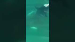 Drone Footage of Orcas KILLING Great White Shark sharks greatwhite orcas airjaws [upl. by Berk723]