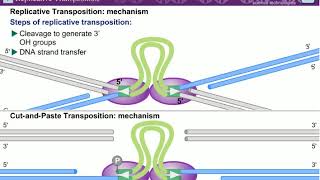 Transposition l Mechanism of Transposition [upl. by Sorrows]