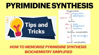 Pyrimidine synthesis  Pyrimidine metabolism  Pyrimidine synthesis mnemonic  Biochemistry MBBS [upl. by Taylor]