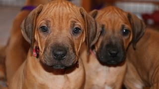 From Zero to Six Months with Rhodesian Ridgeback Puppy [upl. by Montgomery493]