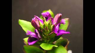 Polygala myrtifolia 1 [upl. by Dub]