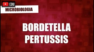 Bordetella Pertussis  Microbiologia [upl. by Zolner882]