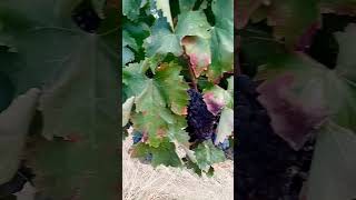 Passeggiando tra i grappoli duva e vitigni pugliesi🍇✨  uva puglia agricultura salento nature [upl. by Marten464]