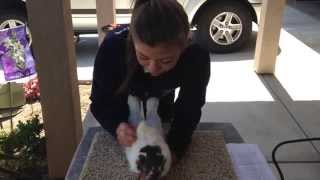 How to Raise and Show FFA Rabbits [upl. by Hoo]