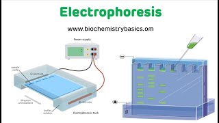 Electrophoresis Technique  Electrophoresis Biochemistry [upl. by Attenor784]