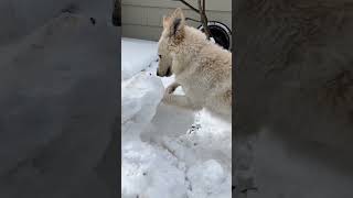 Cooper digging in the snow [upl. by Lindon717]