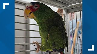 A foulmouthed parrot named Pepper is looking for a home [upl. by Anyaj]