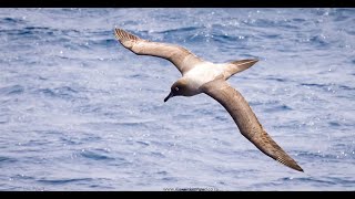 Light mantled Albatross Marion Island Flock to Marion 2022 [upl. by Ahsilad]