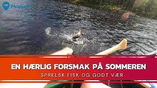 Sprelsk fisk og godt vær Fiskeblogg  Kano  Ørretfiske  Fiskekort Perfish [upl. by Yerg]