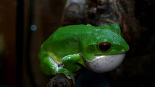 モリアオガエル鳴く。 Forest Green Tree Frog Rhacophorus arboreus [upl. by Gipps]