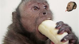 Capuchin Monkey amp Mushy Banana [upl. by Issej725]