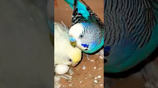 budgerigar hitting mood budgies budgerigar pakirgolpo shorts parrot cute pets [upl. by Finbur]