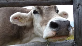 Cow Moo Sound Effect  Cow Mooing Sounds  Cow Moo Sound  Cow noises  No Music [upl. by Yttam]