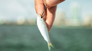 Tiny Bait Fish Gets Destroyed at The New St Petersburg Pier [upl. by Llekcir419]