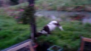 Meg my English springer spaniel going mad in the garden [upl. by Nelrac]