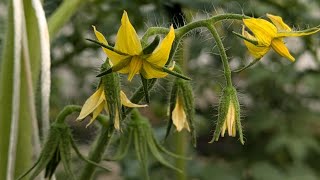 How to Grow Tomato in Soilless Media Tomato Cultivation Polyhouse Farming2 [upl. by Atat]