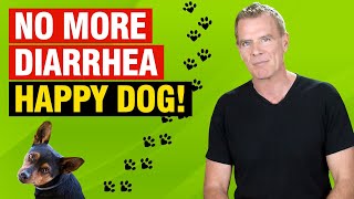 How to Stop Diarrhea in Dogs Naturally Treatment Remedies and Diet [upl. by Claudius]