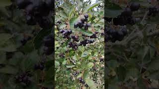 aronia Berry nature camping bosque fruit berry [upl. by Hasan]