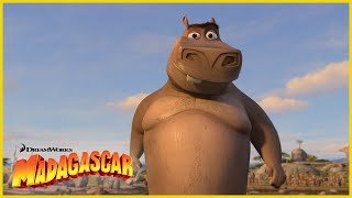 Creo que le gustas a Moto Moto 😘  DreamWorks Madagascar en Español Latino [upl. by Zsazsa]