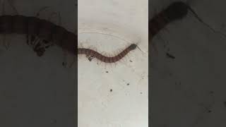 Very big Centipedes សត្វក្អែបធំណាស់ [upl. by Aicala]