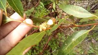 Abelhas e Plantas de Floração Constante para a Apicultura [upl. by Iclek]