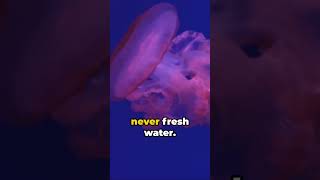 Jellyfish Sting The Right Treatment science chemistry nature animals sea poison shorts fyp [upl. by Dempstor]