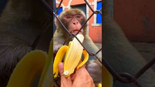 Offering banana 🍌🐒 shorts amazingfacts facts comedy [upl. by Nollie]