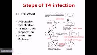 T4 phage life cycle [upl. by Berton127]