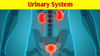 Urinary System animated lecturein UrduHindi  How Urinary System works [upl. by Sylas]