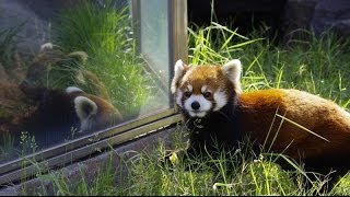 王子動物園のレッサーパンダ ガイアとミンファRed Pandas [upl. by Maclaine]