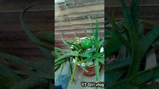 parrot talking to cute baby☺🤗parrottalking youtubeshort babyshorts moominaraovlog [upl. by Akkimat]