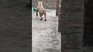 AMERICAN BULLY KING SWAG 🔥 BIG BOY 🔥🔥 trendingshorts shortsvideo viralreels ytshorts 💗🔥 [upl. by Gnal]