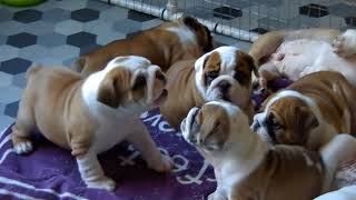 English Bulldog Puppies  7 weeks old  Axel x Amelia babies [upl. by Victoria]