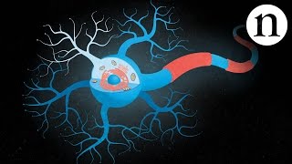 Inside ALS The neurons behind the disease [upl. by Palmore]